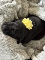 Yellow Collar, a female Labrador Retriever for sale in Kalama, WA – Photo 1 of 8