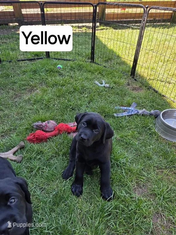 Yellow Collar – Labrador Retriever puppy for sale in Kalama, WA