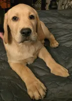 Yellow Male 1, a male Labrador Retriever for sale in Kalama, WA – 1 of 8