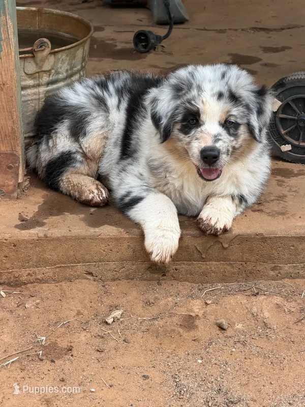 Pants – Australian Shepherd puppy for sale in Edmond, OK