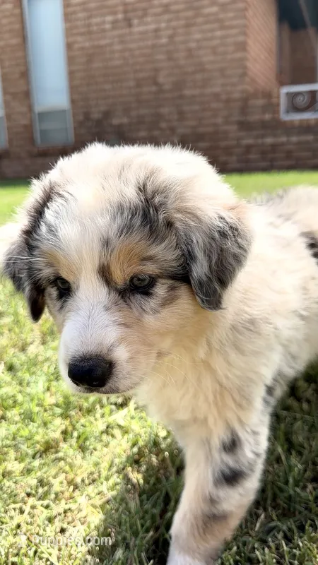 Darwin – Australian Shepherd puppy for sale in Edmond, OK
