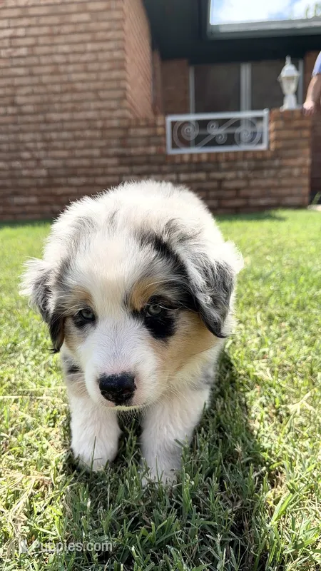Caitlin – Australian Shepherd puppy for sale in Edmond, OK