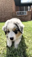 Caitlin, a female Australian Shepherd for sale in Edmond, OK – 1 of 1