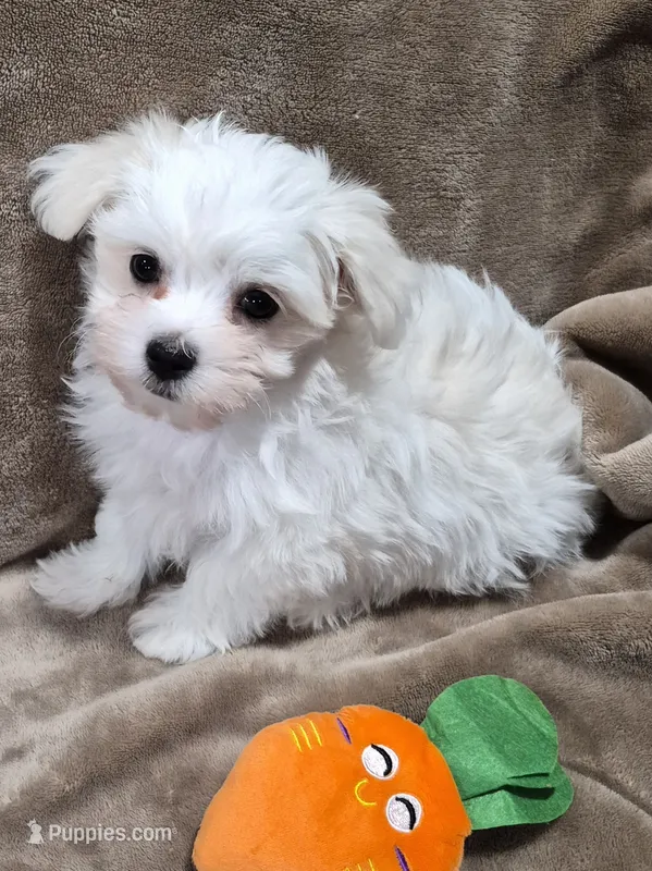 Pumpkin – Coton de Tulear, Havanese puppy for sale in Pueblo West, CO