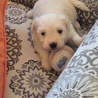 Sophie, a female Coton de Tulear for sale in Pueblo West, CO – Photo 2 of 2