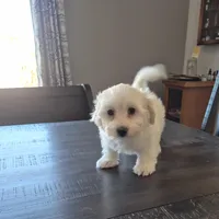 Sophie, a female Coton de Tulear for sale in Pueblo West, CO – Photo 1 of 2