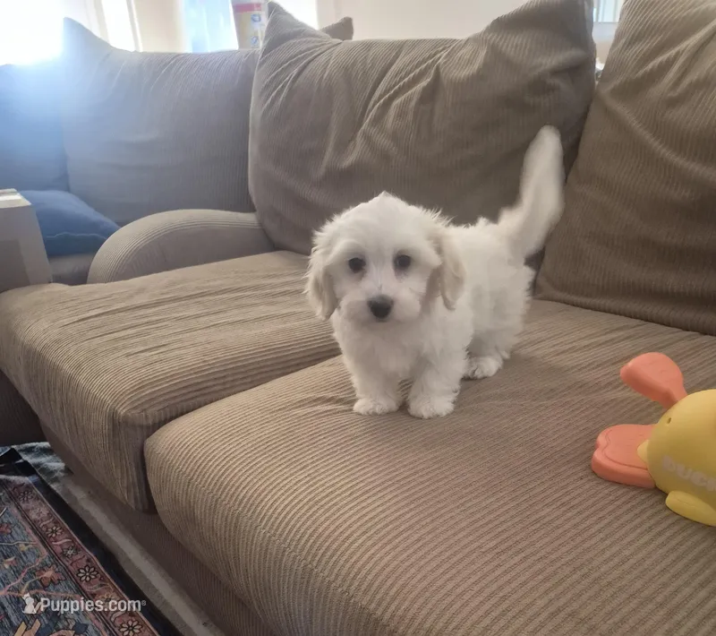 Sophie – Coton de Tulear puppy for sale in Pueblo West, CO