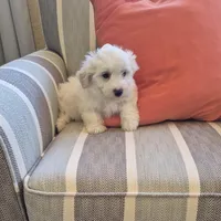 Snow, a male Coton de Tulear for sale in Pueblo West, CO – Photo 1 of 2
