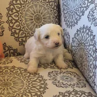 Snow, a male Coton de Tulear for sale in Pueblo West, CO – Photo 2 of 2