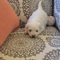 Sonia, a female Coton de Tulear for sale in Pueblo West, CO – Photo 2 of 2