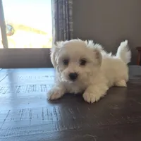 Sonia, a female Coton de Tulear for sale in Pueblo West, CO – Photo 1 of 2
