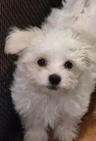 Pumpkin, a female Coton de Tulear and Havanese for sale in Pueblo West, CO – 1 of 4