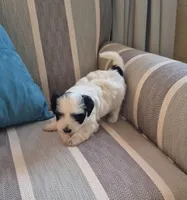Candy, a female Coton de Tulear and Havaton for sale in Pueblo West, CO – Photo 3 of 4