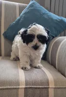 Candy, a female Coton de Tulear and Havaton for sale in Pueblo West, CO – Photo 1 of 4
