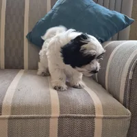 Candy, a female Coton de Tulear and Havaton for sale in Pueblo West, CO – Photo 4 of 4