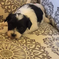 Jack, a male Coton de Tulear for sale in Pueblo West, CO – Photo 2 of 2