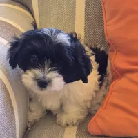 Jack, a male Coton de Tulear for sale in Pueblo West, CO – Photo 1 of 2