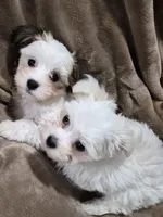 Pumpkin, a female Coton de Tulear and Havanese for sale in Pueblo West, CO – 2 of 2