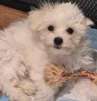 Pumpkin, a female Coton de Tulear and Havanese for sale in Pueblo West, CO – 2 of 4