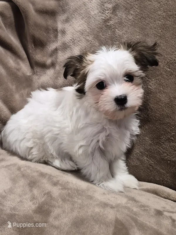 Pixie – Coton de Tulear, Havanese puppy for sale in Pueblo West, CO