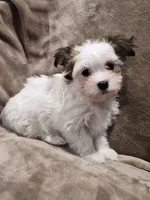 Pixie, a female Coton de Tulear and Havanese for sale in Pueblo West, CO – 1 of 1