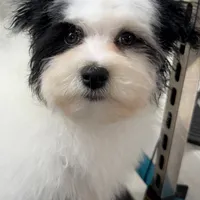 Benny, a male Havanese for sale in Decatur, TX – Photo 2 of 6