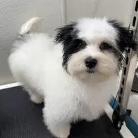 Benny, a male Havanese for sale in Decatur, TX – Photo 1 of 6