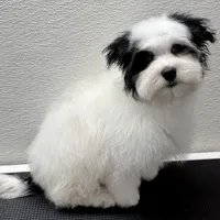 Benny, a male Havanese for sale in Decatur, TX – Photo 6 of 6