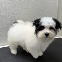 Benny, a male Havanese for sale in Decatur, TX – Photo 4 of 6