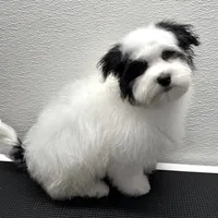 Benny, a male Havanese for sale in Decatur, TX – Photo 5 of 6