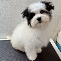 Benny, a male Havanese for sale in Decatur, TX – Photo 3 of 6