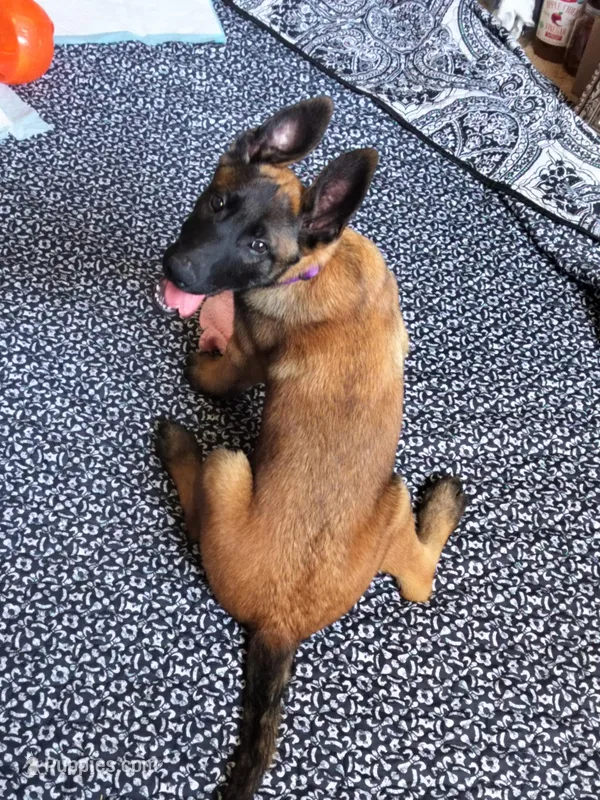 Charlotte – Belgian Malinois puppy for sale in Austin, AR