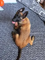 Charlotte, a female Belgian Malinois for sale in Austin, AR – Photo 1 of 3