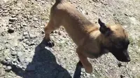 Charlotte, a female Belgian Malinois for sale in Austin, AR – Photo 3 of 3