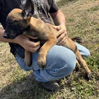 Charlotte, a female Belgian Malinois for sale in Austin, AR – Photo 2 of 3