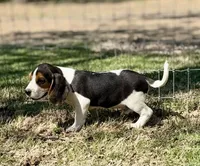 Shiloh, a male Beagle for sale in Chico, TX – Photo 3 of 8