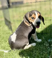 Shiloh, a male Beagle for sale in Chico, TX – Photo 4 of 8