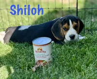 Shiloh, a male Beagle for sale in Chico, TX – Photo 1 of 8