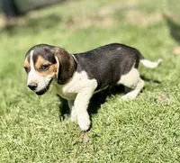 Shiloh, a male Beagle for sale in Chico, TX – Photo 6 of 8