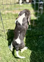 Shiloh, a male Beagle for sale in Chico, TX – Photo 7 of 8