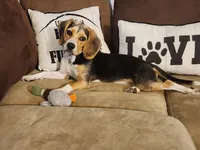 Lily's Coming Soon, a  Beagle for sale in Chico, TX – Photo 1 of 5