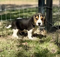 Shiloh, a male Beagle for sale in Chico, TX – Photo 2 of 8