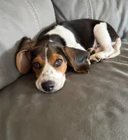 Lily's Coming Soon, a  Beagle for sale in Chico, TX – Photo 3 of 5