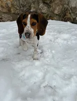 Lily's Coming Soon, a  Beagle for sale in Chico, TX – Photo 4 of 5