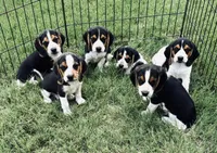 Lily's Coming Soon, a  Beagle for sale in Chico, TX – Photo 5 of 5