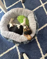 Lily's Coming Soon, a  Beagle for sale in Chico, TX – Photo 2 of 5