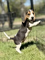 Shiloh, a male Beagle for sale in Chico, TX – Photo 5 of 8