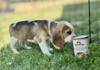 Samantha, a female Beagle for sale in Chico, TX – Photo 5 of 5