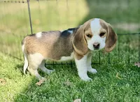 Samantha, a female Beagle for sale in Chico, TX – Photo 2 of 5