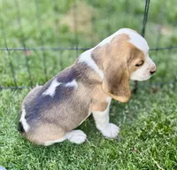 Samantha, a female Beagle for sale in Chico, TX – Photo 3 of 5